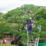 和泉植木店の写真2